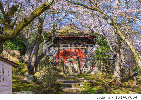 三井寺（園城寺）　桜に包まれる毘沙門堂 101467604