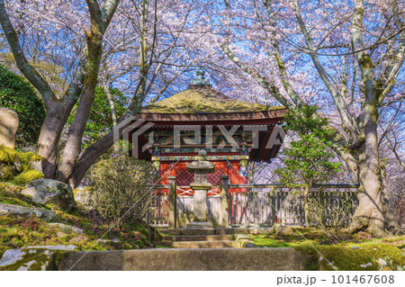 三井寺（園城寺）　桜に包まれる毘沙門堂 101467608