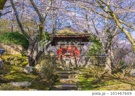 三井寺（園城寺）　桜に包まれる毘沙門堂 101467609