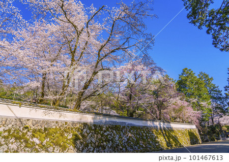 三井寺（園城寺）　勧学院の石垣塀と満開の桜 101467613