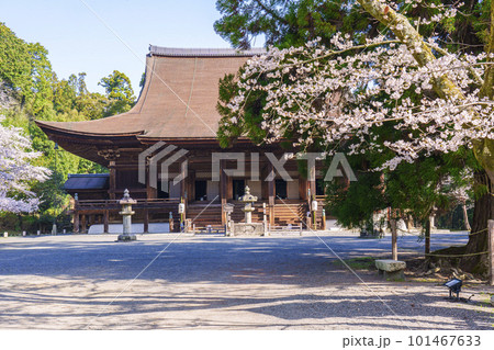 三井寺（園城寺）金堂と桜の美しい風景 101467633