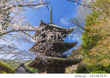 三井寺（園城寺）　桜に包まれる三重塔 101467635