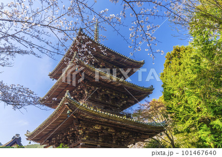 三井寺（園城寺）　桜に包まれる三重塔 101467640