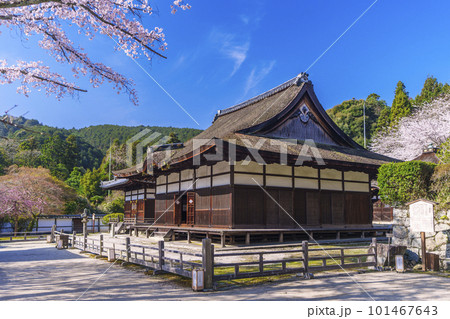 三井寺（園城寺）灌頂堂　長日護摩堂　満開の桜 101467643