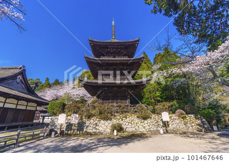 三井寺(園城寺) 桜に包まれる三重塔 三井寺(園城寺) 桜に包まれる三重塔 101467646