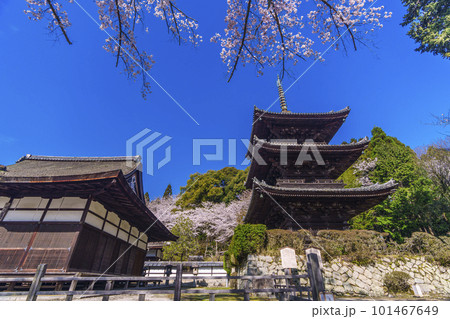三井寺（園城寺）　桜に包まれる三重塔 101467649