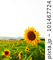 ひまわり畑で咲く、一凛の大ひまわり 101467724