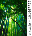 竹林を見上げる 101467727