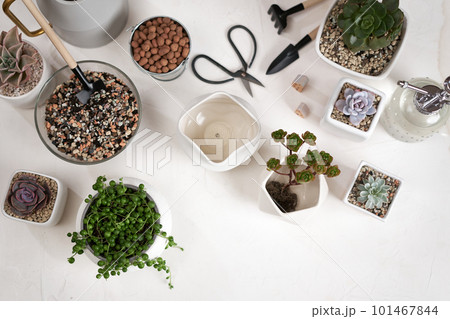 Echeveria, Aeonium and Senecio Rowley house potted Plants on a table indoors Echeveria, Aeonium and Senecio Rowley house potted Plants on a table indoors 101467844