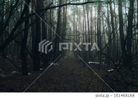 Road passing through scary mysterious forest with green light in fog in winter. Nature misty landscape. Scary halloween landscape. Trail through mysterious dark old forest in fog. Magical atmosphere 101468168