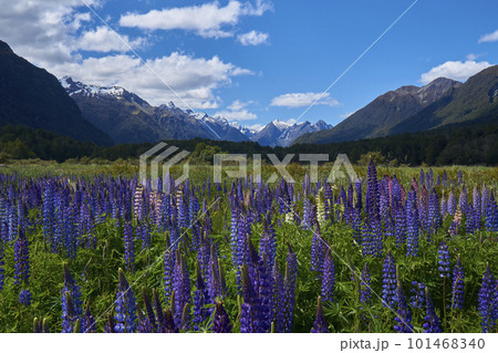 青空と雲とルピナスの花 101468340