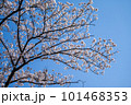 青空に映える桜 101468353