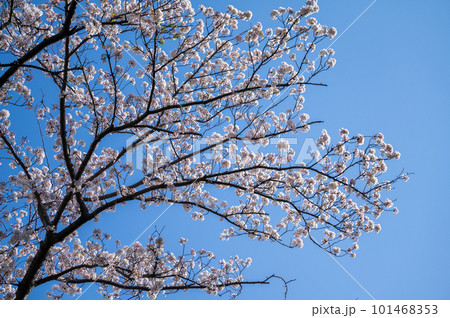 青空に映える桜 青空に映える桜 101468353