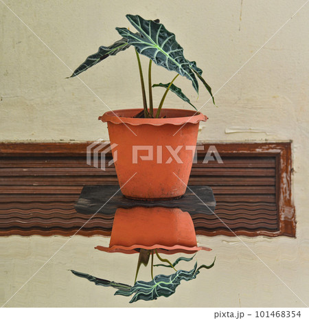 Alocasia amazonica Alocasia amazonica 101468354
