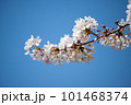 青空に映える桜 101468374