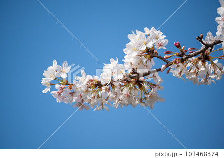 青空に映える桜 青空に映える桜 101468374
