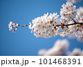 青空に映える桜 101468391