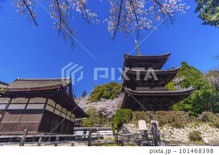 三井寺（園城寺）　桜に包まれる三重塔 101468398