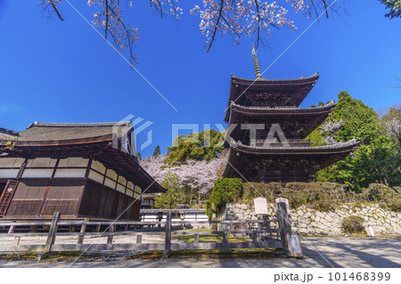 三井寺（園城寺）　桜に包まれる三重塔 101468399