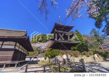 三井寺（園城寺）　桜に包まれる三重塔 101468400