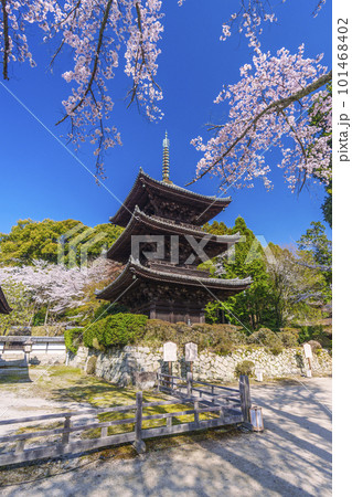 三井寺（園城寺）　桜に包まれる三重塔 101468402