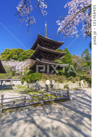 三井寺（園城寺）　桜に包まれる三重塔 101468405