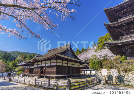 三井寺（園城寺）　桜に包まれる三重塔　灌頂堂　長日護摩堂 101468406