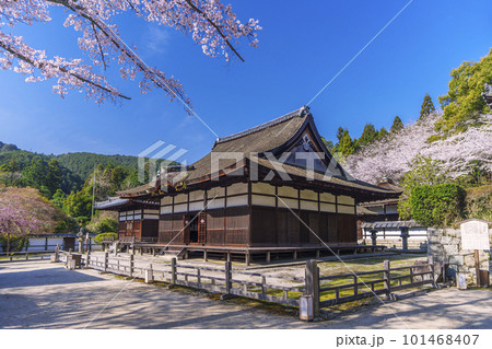 三井寺（園城寺）灌頂堂　長日護摩堂　満開の桜 101468407