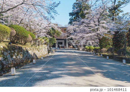 三井寺(園城寺)金堂と桜の美しい風景 三井寺(園城寺)金堂と桜の美しい風景 101468411