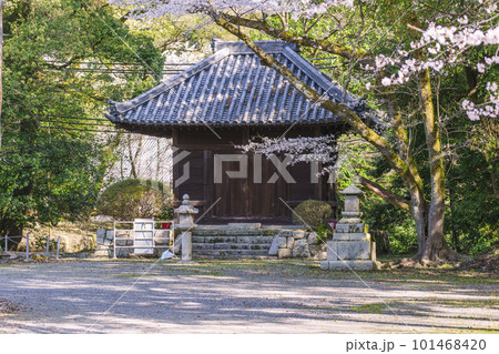 三井寺(園城寺)教待堂 桜咲く季節 三井寺(園城寺)教待堂 桜咲く季節 101468420