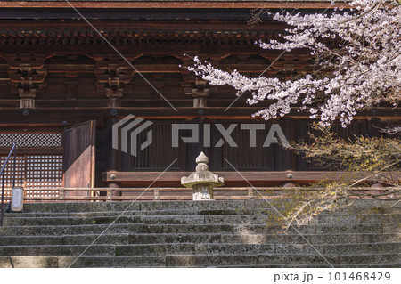 三井寺（園城寺）金堂と満開の桜 101468429