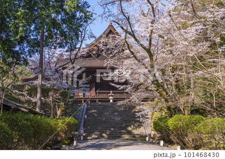 三井寺（園城寺）金堂と満開の桜 101468430