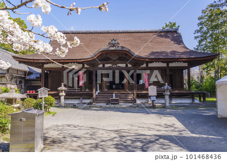 三井寺(園城寺) 食堂(釈迦堂) 満開の桜 三井寺(園城寺) 食堂(釈迦堂) 満開の桜 101468436