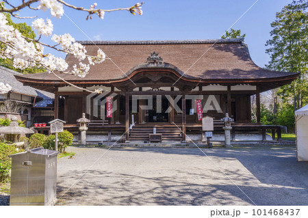 三井寺（園城寺）　食堂（釈迦堂）　満開の桜 101468437