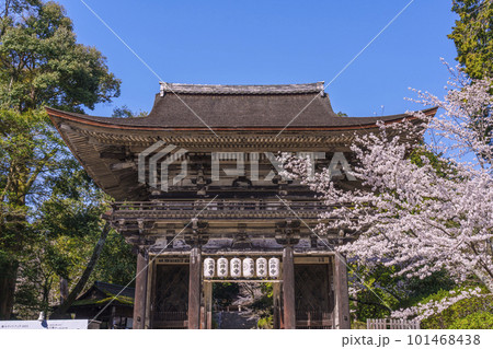 三井寺(園城寺)春の青空に映える桜と仁王門 三井寺(園城寺)春の青空に映える桜と仁王門 101468438