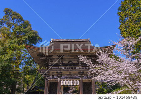 三井寺(園城寺)春の青空に映える桜と仁王門 三井寺(園城寺)春の青空に映える桜と仁王門 101468439