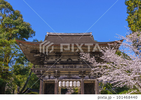 三井寺（園城寺）春の青空に映える桜と仁王門 101468440