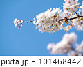 青空に映える桜 101468442