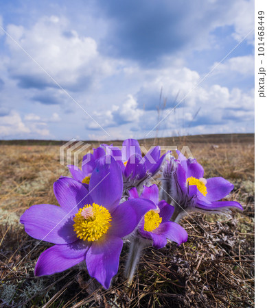 Pasqueflowers - Pulsatilla patens, blooming at spring in the forest 101468449