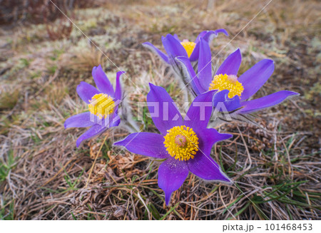 Pasqueflowers - Pulsatilla patens, blooming at spring in the forest 101468453