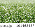 白い花が咲いた蕎麦畑 101468487