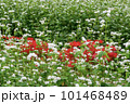 白い花が咲いた蕎麦畑と彼岸花 101468489