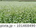 白い花が咲いた蕎麦畑 101468490