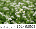 白いソバの花 101468503