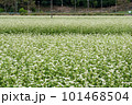 蕎麦畑の白い花が咲いています 101468504