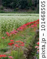 田んぼの畦に咲く彼岸花 101468505