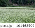 白い花が咲いた蕎麦畑 101468509