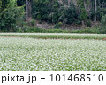 白い花が咲いた蕎麦畑 101468510