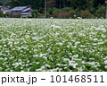 蕎麦畑のある風景 101468511