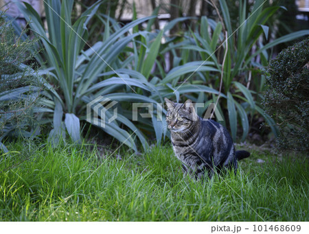 Grey cat with green eyes in the tropical thickets 101468609